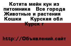 Котята мейн-кун из питомника - Все города Животные и растения » Кошки   . Курская обл.,Курск г.